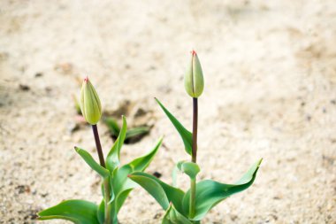 Doğada taze laleler