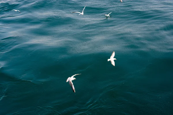 Seagulls in sky — Stock Photo, Image