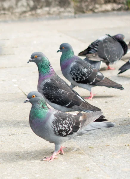 Tauben auf der Straße — Stockfoto