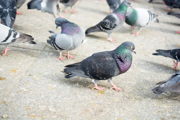 Pombos na rua — Fotografia de Stock