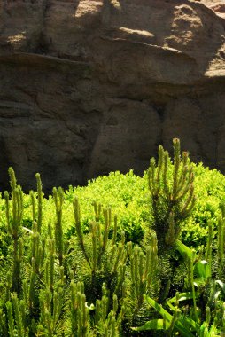 Yeşil yaprakları ve kayalar