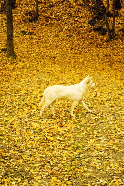 Un chien qui se promène — Photo