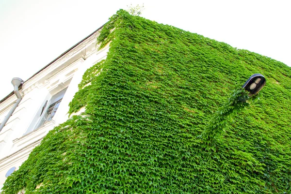 Wand mit grünen Efeublättern bedeckt — Stockfoto