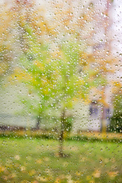 Mladý strom v přírodě — Stock fotografie