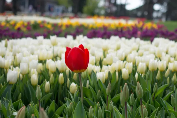 Frische Tulpen in der Natur — Stockfoto