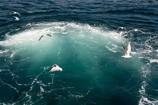 Fiskmåsar i himlen — Stockfoto