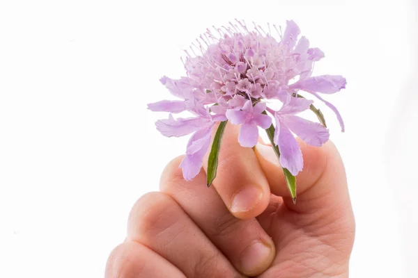 Hand holdingA Purple Flower — Stock Photo, Image