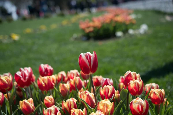 Orange Tulpen in der Natur im Frühling — Stockfoto
