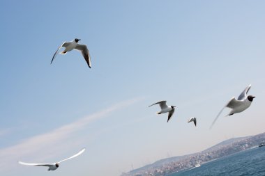 Gökyüzündeki martıları