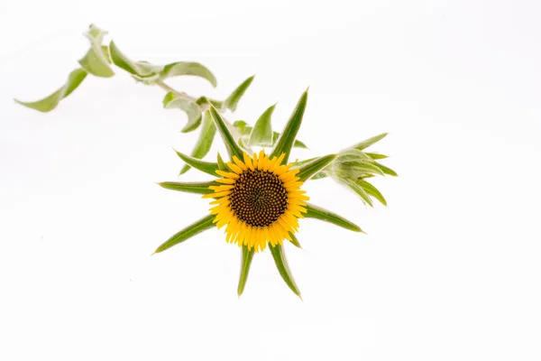 Mano sosteniendo girasol amarillo —  Fotos de Stock