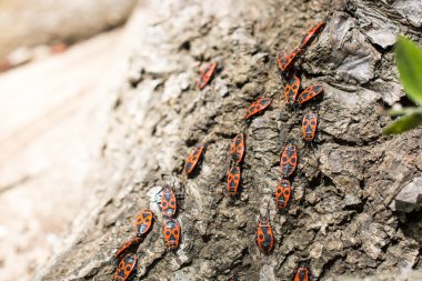 Firebug'ı, Pyrrhocoris apterus