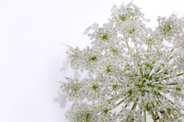 Beyaz bir çiçek tutan el