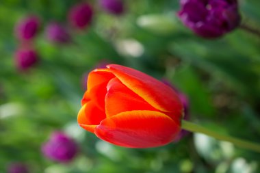 Orange tulip Doğa bahar