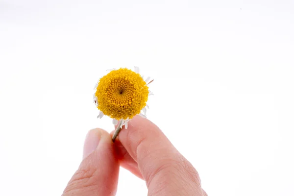 Mano sosteniendo una flor amarilla —  Fotos de Stock