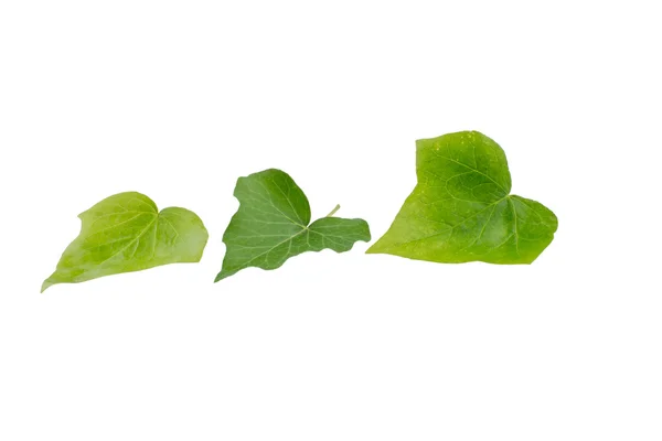 A green leaf — Stock Photo, Image