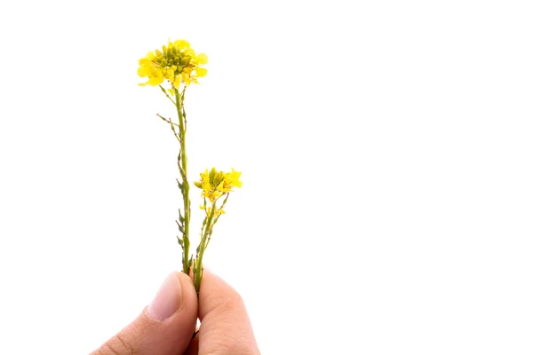 Mano sosteniendo una flor amarilla —  Fotos de Stock
