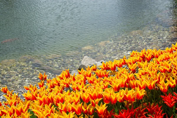 Tulipas de várias cores na natureza na primavera — Fotografia de Stock