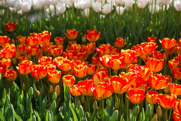 Pomarańczowe tulipany w przyrodzie wiosną — Zdjęcie stockowe