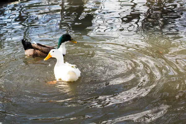 Patos nadam na lagoa — Fotografia de Stock