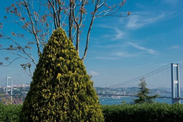 Junger Baum in der Natur — Stockfoto