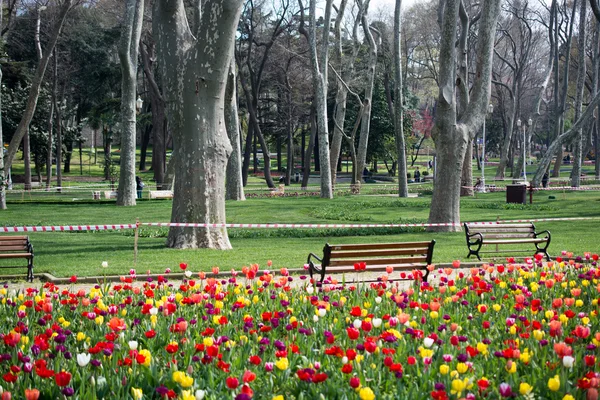 Tulipani di vari colori in natura in primavera — Foto Stock