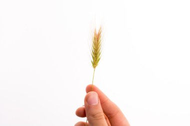 Bir buğday tutan el.