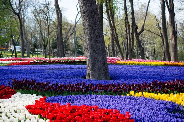 Tulpengarten im Frühling — Stockfoto