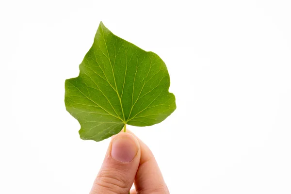 Hand holding a green leaf — Stock Photo, Image