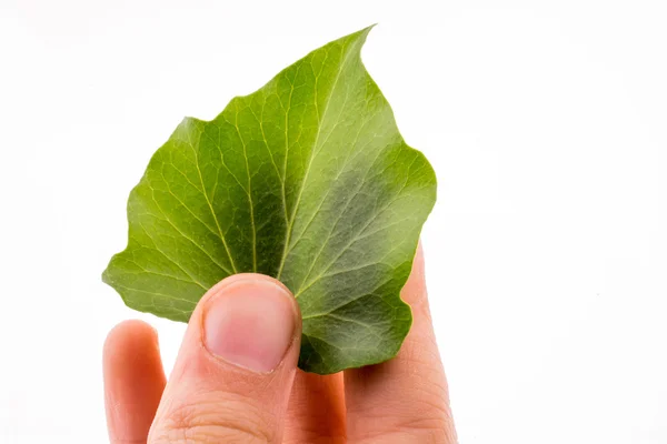 Hand holding a green leaf — Stock Photo, Image