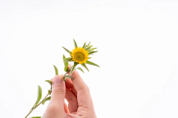 Mano sosteniendo girasol amarillo —  Fotos de Stock