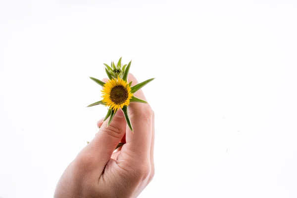 Mano sosteniendo girasol amarillo —  Fotos de Stock