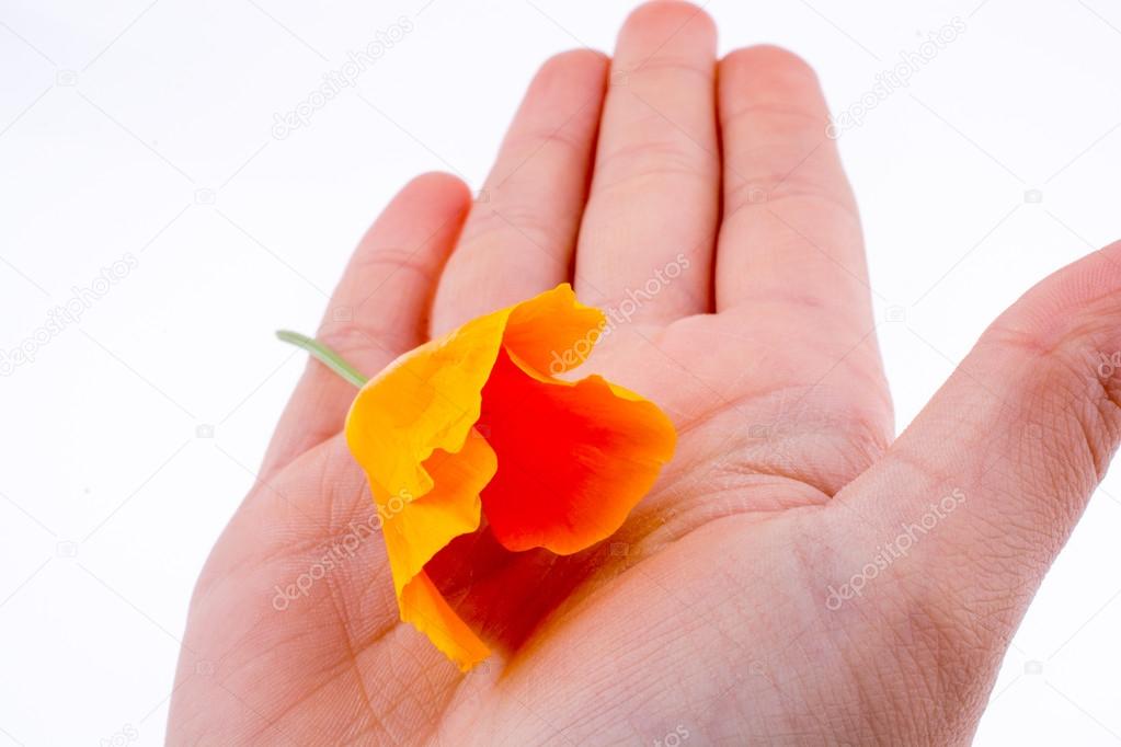 オレンジ色の花を持っている手します ストック写真 C Turgayada Hotmail Com オレンジ色の花を持っている手します ストック写真 C Turgayada Hotmail Com