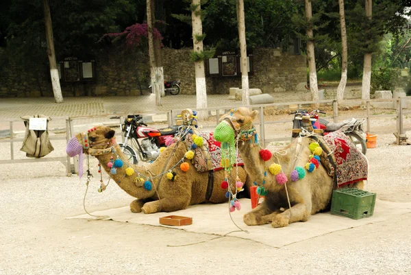 Camellos sentados con decoraciones coloridas — Foto de Stock