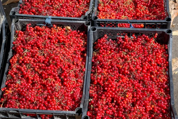 Rote Beeren in Kisten — Stockfoto