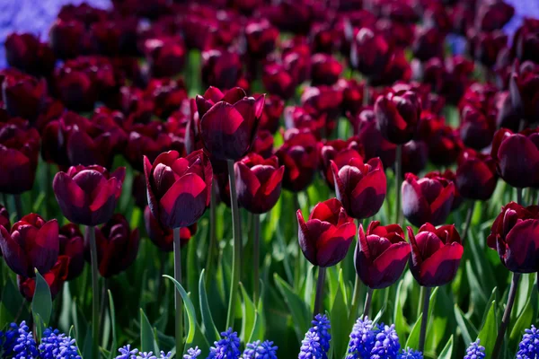 Tulpen in verschiedenen Farben in der Natur im Frühling — Stockfoto