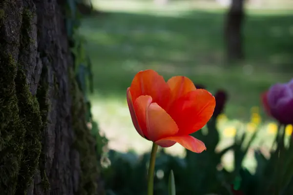 Świeży tulipan pomarańczowy kolor — Zdjęcie stockowe