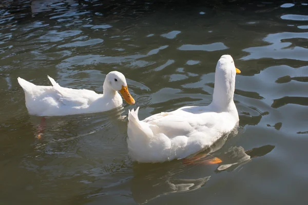 Weiße Enten im Teich — Stockfoto