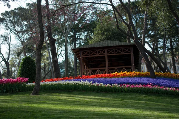 Сад тюльпанов весной — стоковое фото