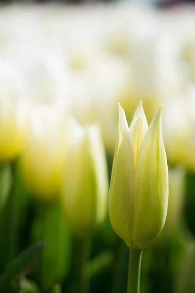 新鲜的白颜色的郁金香 — 图库照片