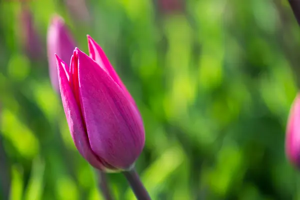Tulipa rosa na natureza na primavera — Fotografia de Stock