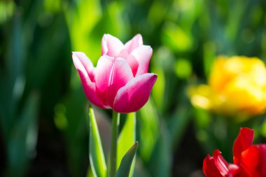 Bahar doğada Pembe Lale