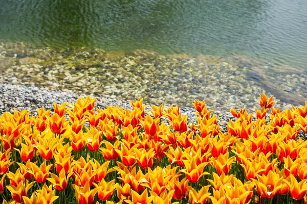 Pomarańczowe tulipany w przyrodzie wiosną — Zdjęcie stockowe