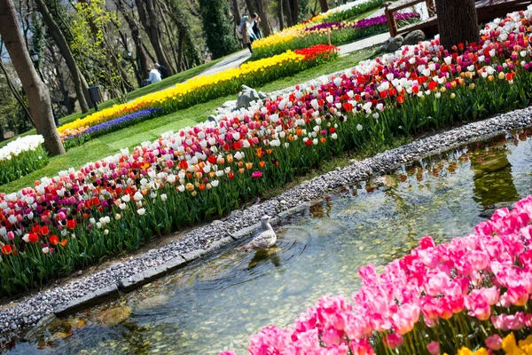 Tulpengarten im Frühling — Stockfoto