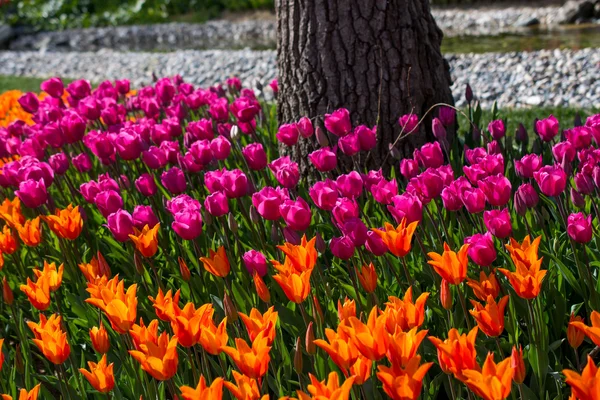 Tulipanes de varios colores en la naturaleza en primavera — Foto de Stock