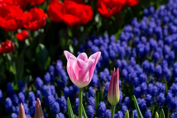 Тюльпаны различных цветов в природе весной — стоковое фото