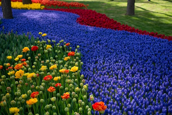봄철의 튤립 정원 — 스톡 사진