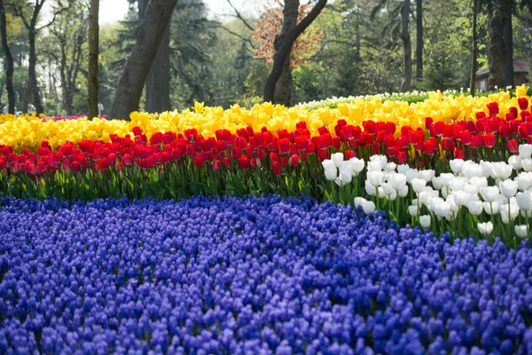 Giardino dei Tulipani in primavera — Foto Stock