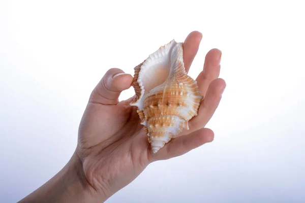Main tenant une coquille de mer — Photo