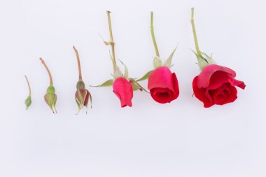 Gül bir artan sırada hizalı