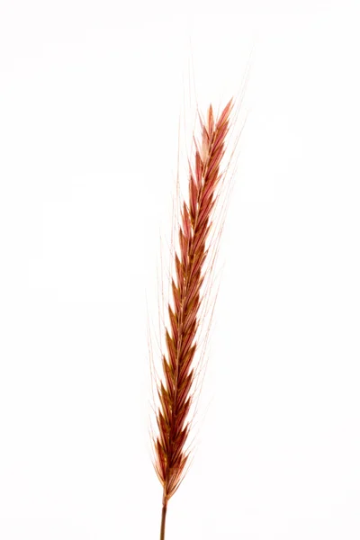 Пшеничное лезвие — стоковое фото